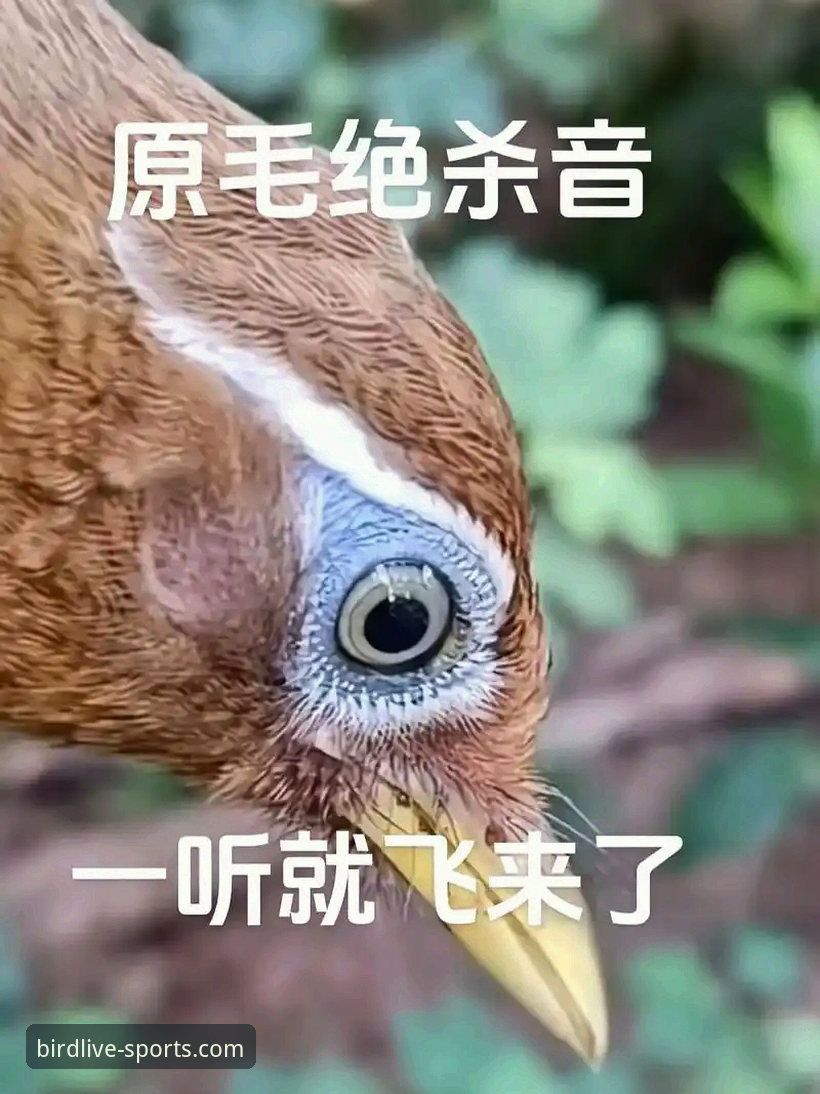 2026小鸟体育高清直播 2026小鸟体育高清直播的5大核心优势与使用全攻略